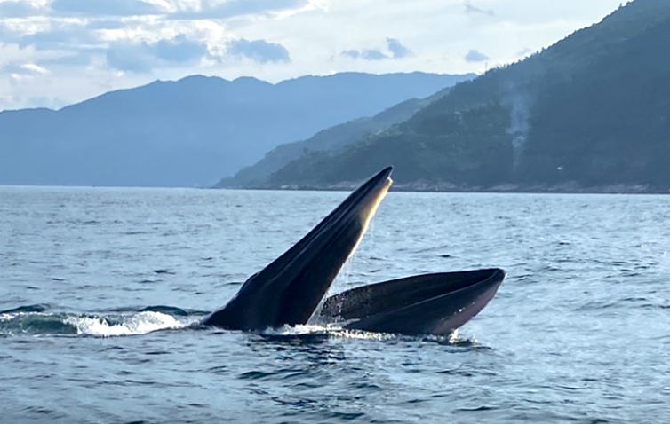 Whales spotted in Vung Ro Bay of Phu Yen province